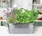 Seeds Margarita & Mojito Windowsill Garden Grow Kit | Herb, Plant, Flower Starter Kit for Kids & Adults | Guaranteed to Grow | Best Indoor Grow Your Own Plant Gardening Gift